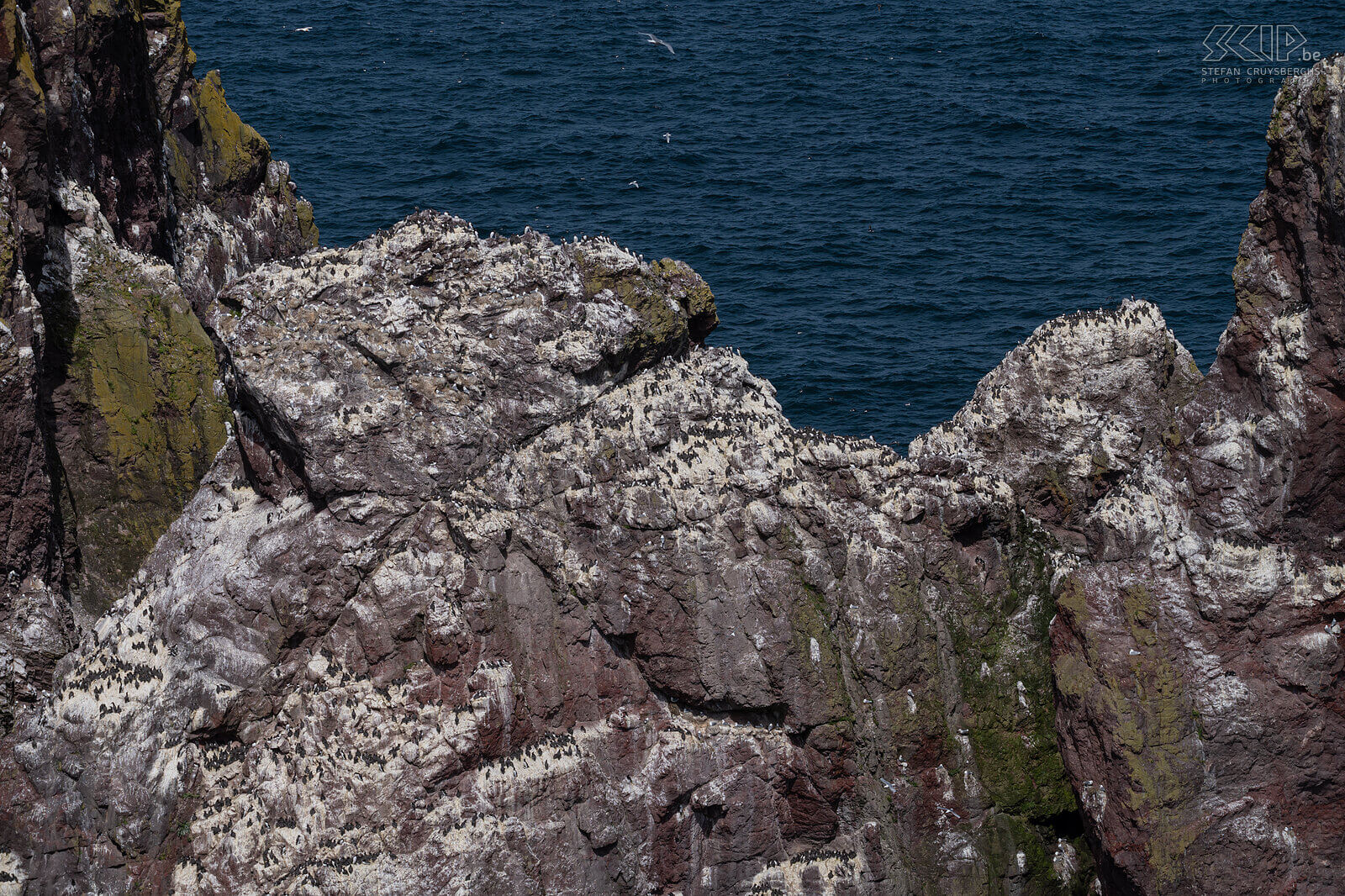 St Abbs Head - Zeekoeten St Abb's Head is een prachtig natuurgebied en een van de meest toegankelijke zeevogelkolonies van Groot-Brittannië en is de thuisbasis van grote aantallen zeekoeten, drieteenmeeuwen en alken. Stefan Cruysberghs
